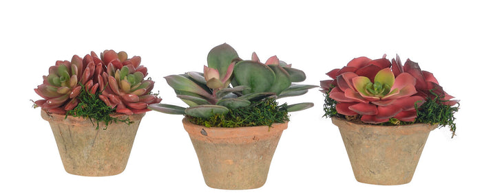 5" SUCCULENT IN TERRACOTTA POT