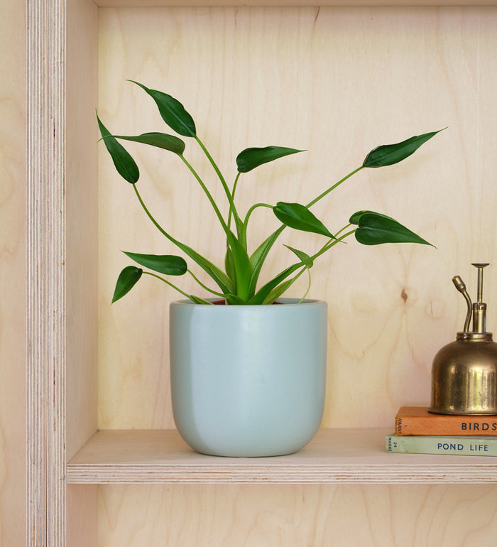 Alocasia Tiny Dancer