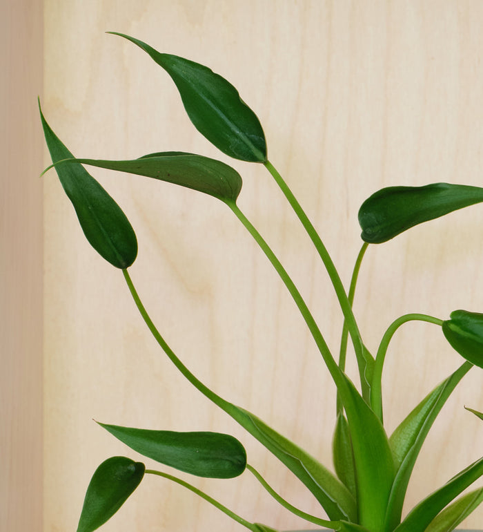 Alocasia Tiny Dancer