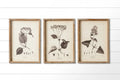 Botanical Framed Prints