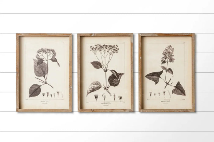 Botanical Framed Prints