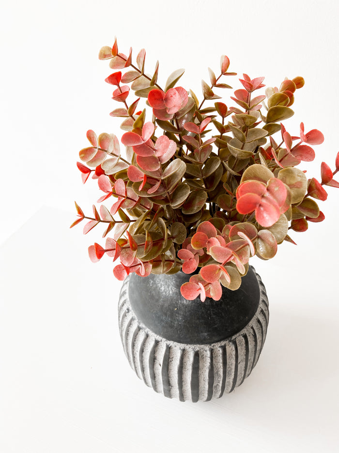 Burgundy Eucalyptus Bush