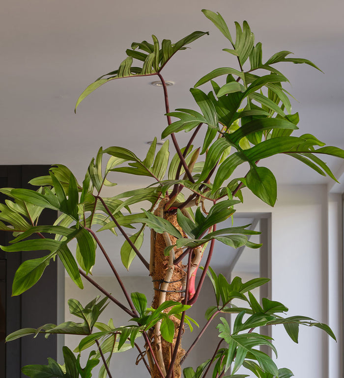 Philodendron Pedatum