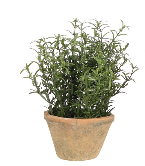ROSEMARY IN TERRACOTTA POT