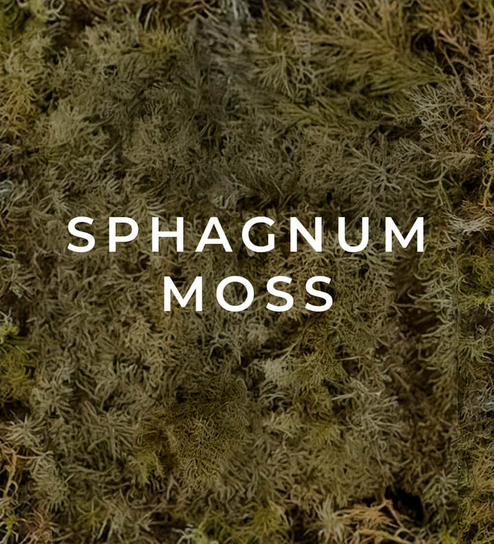 Sphagnum Moss