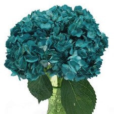 Stems In Bulk: Aquamarine Blue Airbrushed Hydrangea