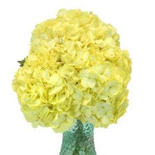 Stems In Bulk: Hydrangea Enhanced Yellow Flower