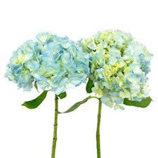 Stems In Bulk: Sea Glass Blue Hydrangea Flower
