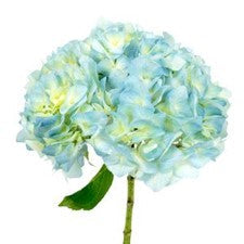 Stems In Bulk: Sea Glass Blue Hydrangea Flower