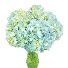 Stems In Bulk: Sea Glass Blue Hydrangea Flower