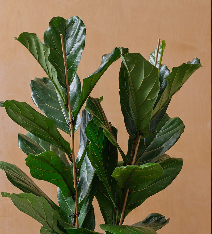 Two Stem Fiddle-Leaf Fig