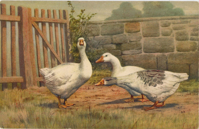 White Geese Farm Scene Stehli Art Postcard (unused) - Vintage Postcard Boutique